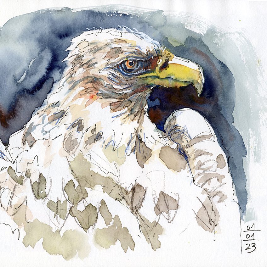 Seeadler-chrisa-hans-christian-sanladerer3 (1)